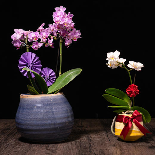 艺术盆栽包年套餐 商品图7