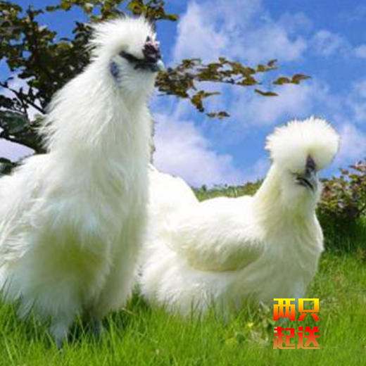 田园生态乌鸡（2只起送） 商品图2