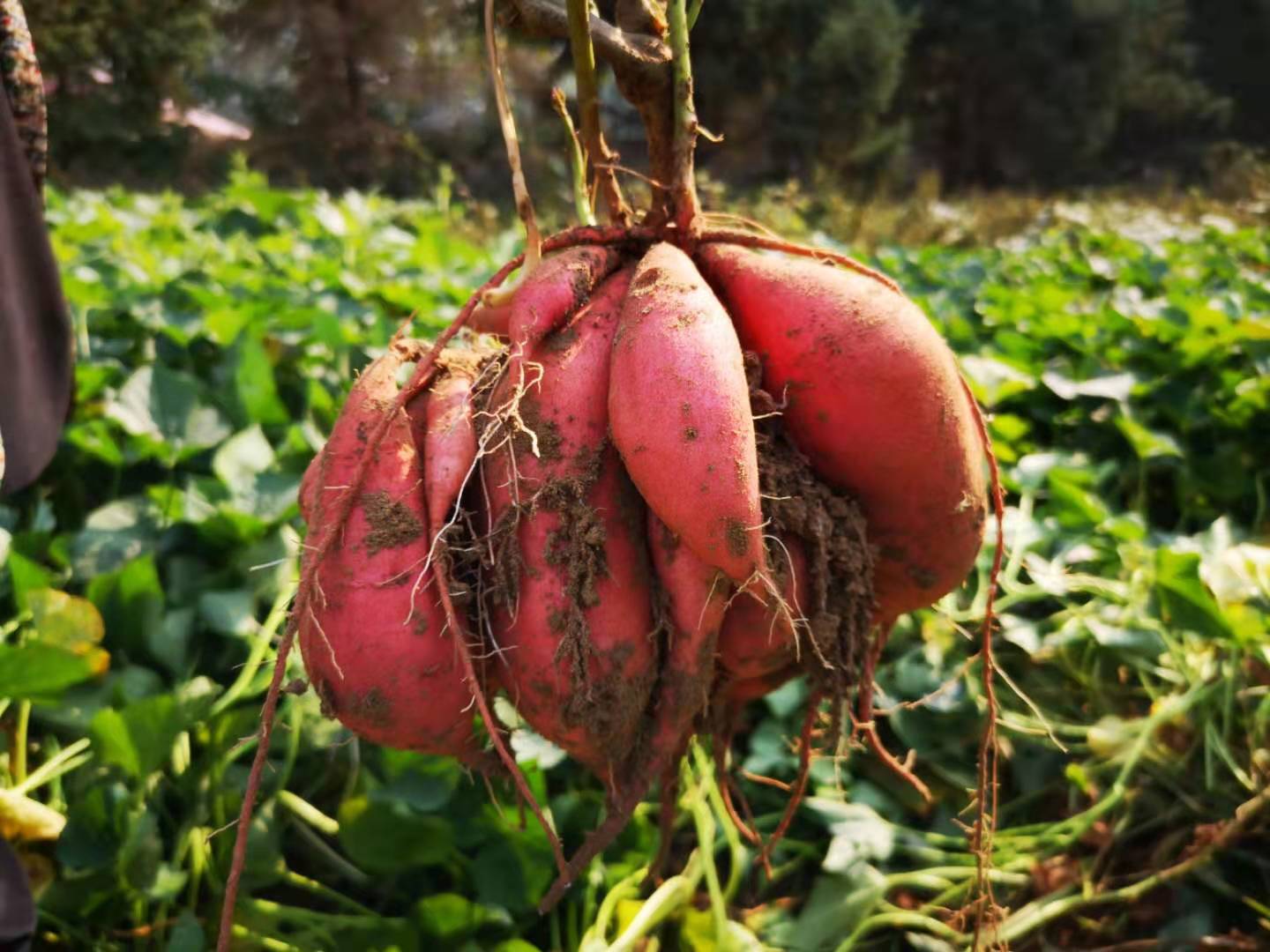 溪青农场红薯🍠，栗薯&西瓜红&白薯