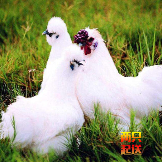 田园生态乌鸡（2只起送） 商品图0