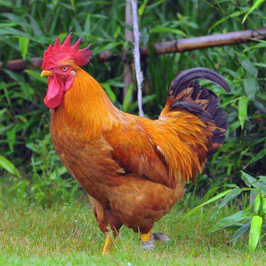 新疆田园生态公鸡（两只起送） 商品图0