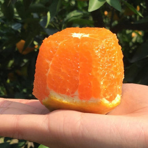 涌泉蜜橘蜜桔4.5-5斤装 商品图8