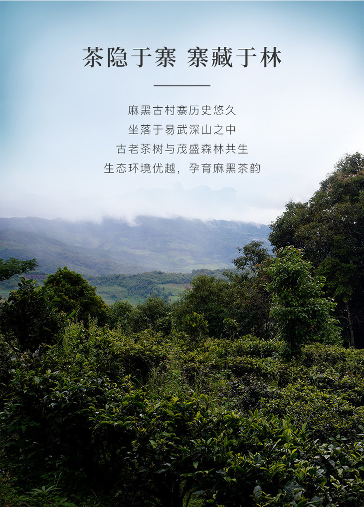 八马茶业信记号易武麻黑云南普洱茶熟茶茶叶单饼装357g
