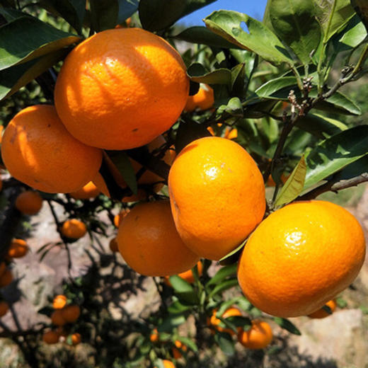 涌泉蜜橘蜜桔4.5-5斤装 商品图9