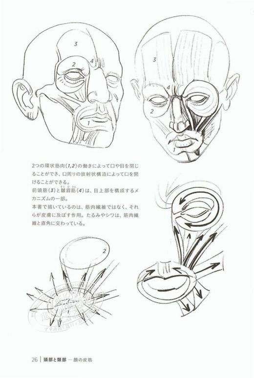 【中商原版】用脂肪来画 morpho人体素描 日文原版 脂肪とシワを描く モルフォ人体デッサン ミニシリーズ 商品图3