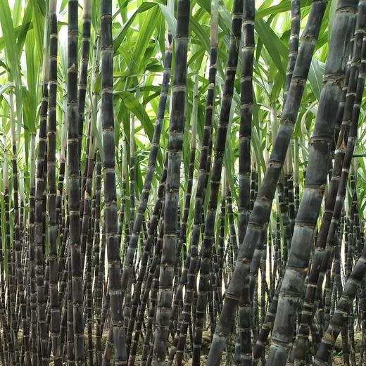 【南宁·西乡塘】黑青刚 甘蔗 汁多味美 口感好 易撕 纤维少 糖分适中 茎脆 商品图1