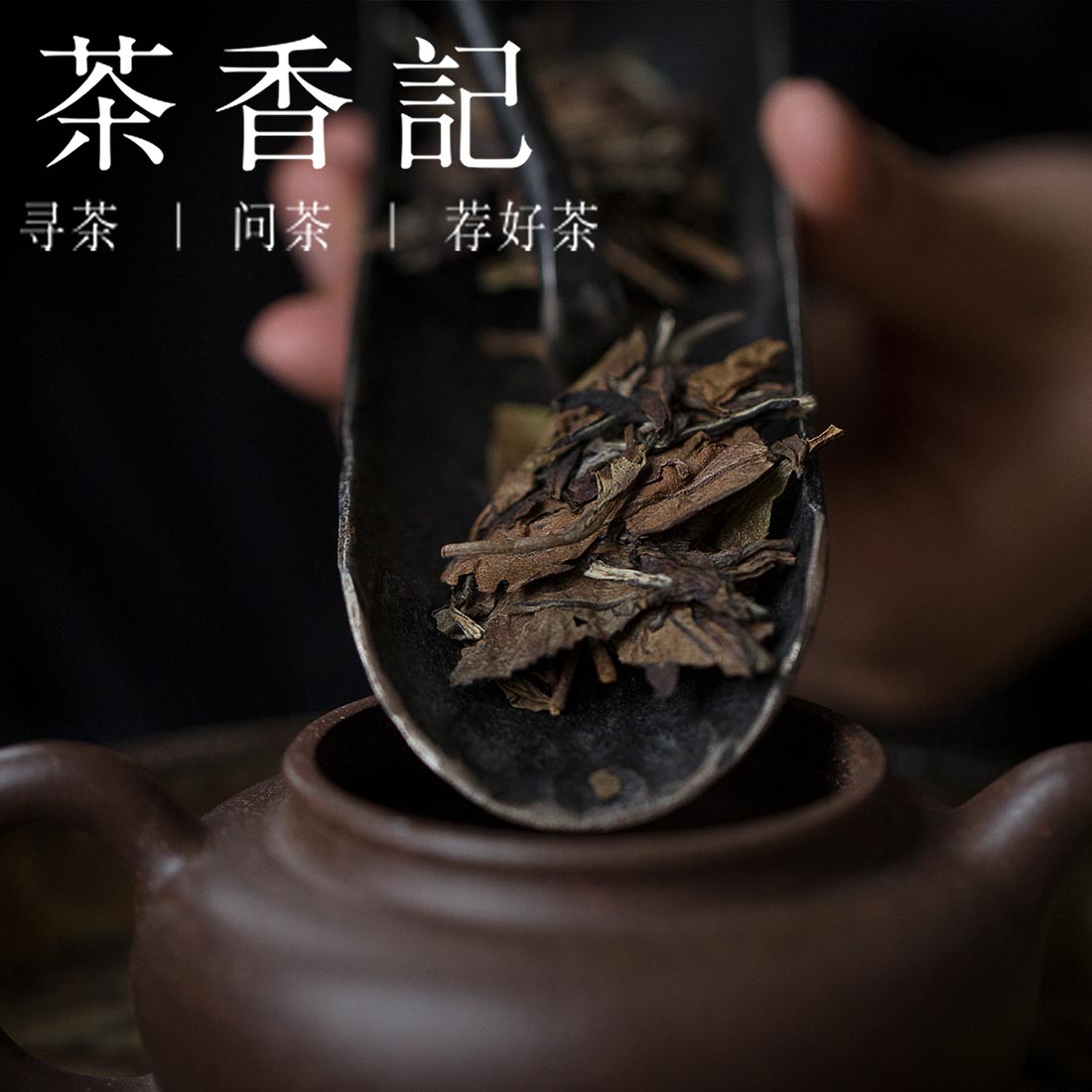 茶香记 福鼎白茶2016年散茶