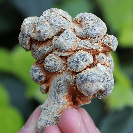 正宗云南文山三七起死回生金不换