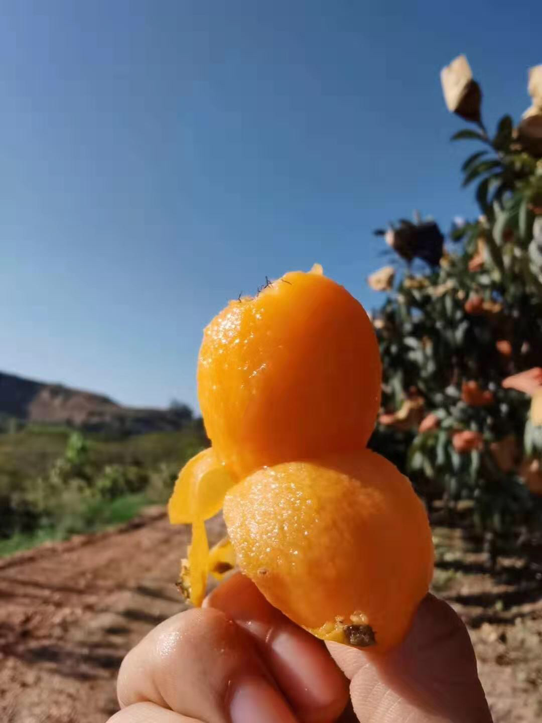 云南蒙自长虹枇杷,清甜多汁,祛湿痰,润肺清肠,2斤,包邮