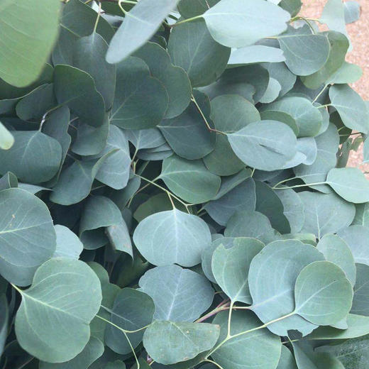 苹果叶尤加利 商品图0