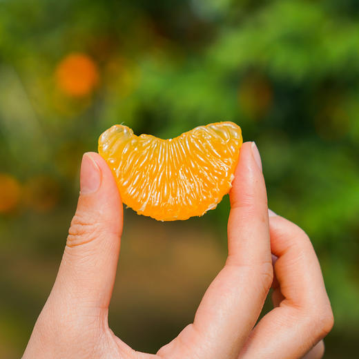 宁波象山·红美人  源产地直采直发，皮薄多汁，细嫩化渣，像吃果冻一样 商品图6