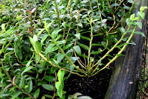 【养胃补体虚】四年生 云南德宏铁皮石斛  枫斗颗粒 多胶几乎无渣 100g/瓶 商品图4