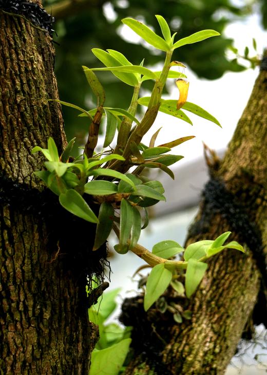 【养胃补体虚】四年生 云南德宏铁皮石斛  枫斗颗粒 多胶几乎无渣 100g/瓶 商品图3