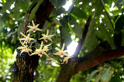 【养胃补体虚】四年生 云南德宏铁皮石斛  枫斗颗粒 多胶几乎无渣 100g/瓶 商品图5