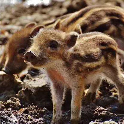 新疆农丰天山野猪肉  128元/2斤 商品图1