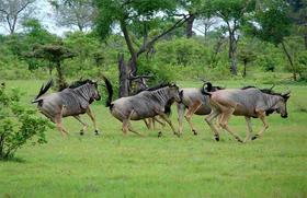 宋英杰先生和家人坦桑尼亚行程定金