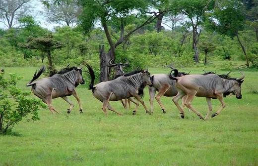宋英杰先生和家人坦桑尼亚行程定金 商品图0
