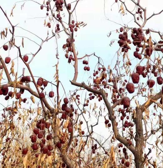 【新疆特级若羌灰枣】2斤/3斤/6斤礼盒，肉厚核小，果肉丰盈弹韧，口感极佳 商品图4