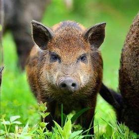 嘉佑壹宝生态农业农家土猪肉2斤