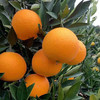 秭归九月老树红橙 果肉细腻，化渣度好橙香味十足，果园现摘现发 商品缩略图12