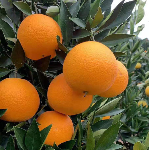 秭归九月老树红橙 果肉细腻，化渣度好橙香味十足，果园现摘现发 商品图12