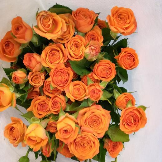 玫瑰-多头玫瑰-橙色芭比-10枝/扎- 商品图0