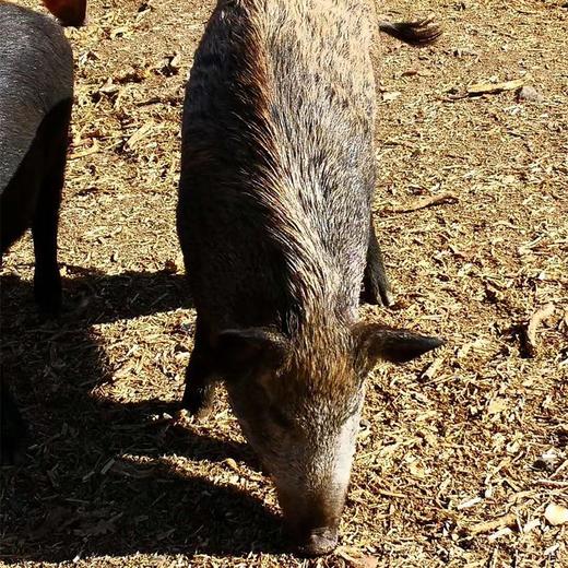 嘉佑壹宝生态农业农家土猪肉2斤 商品图1