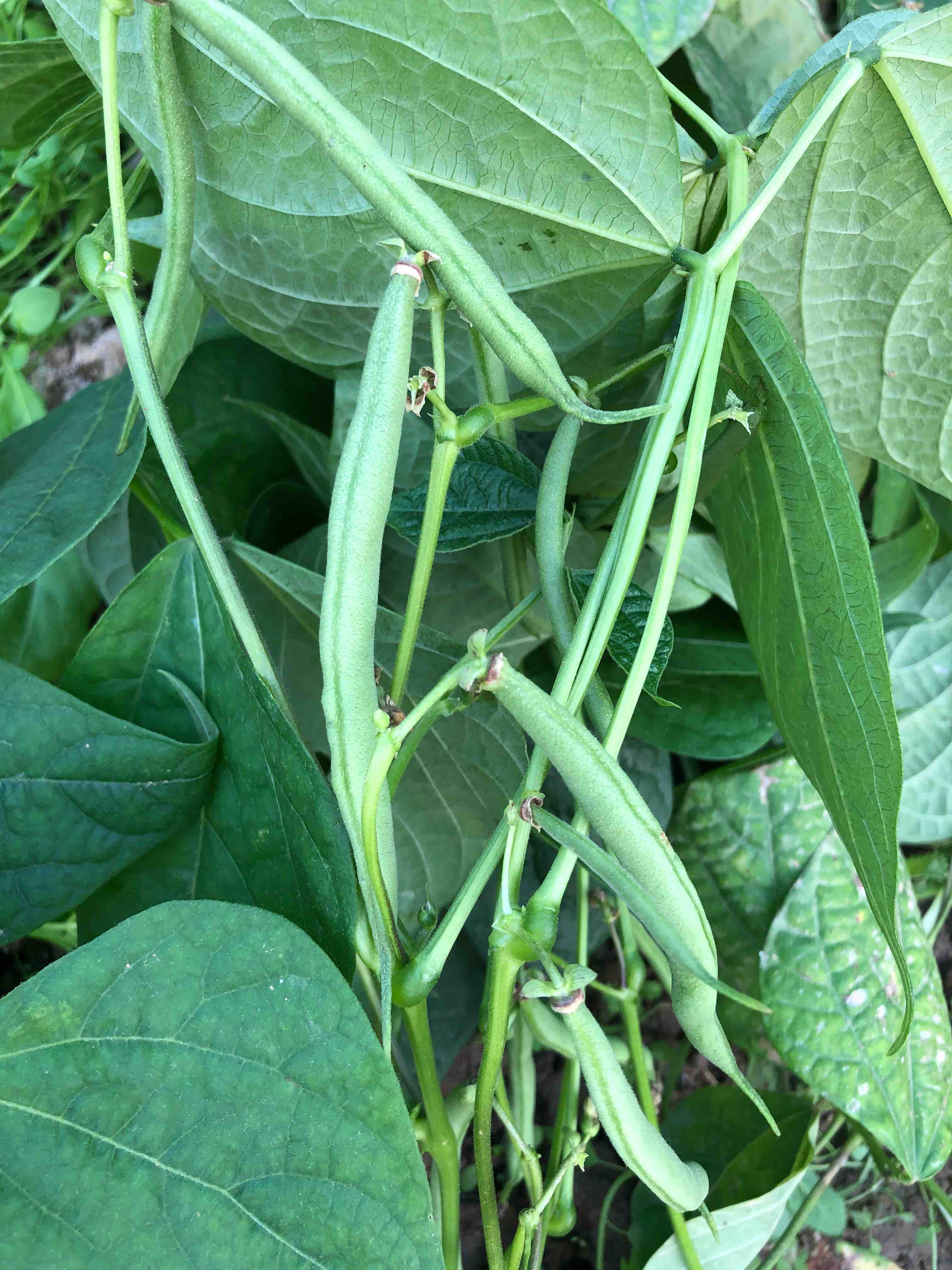 蜗牛花园农场放心菜～～刀豆,自然农法种植,还原蔬菜本来的味道90