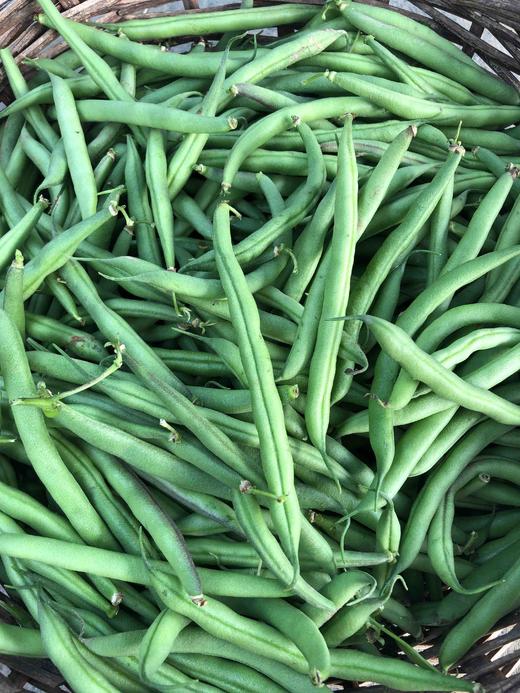 蜗牛花园农场放心菜刀豆