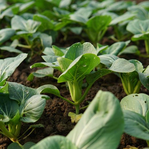 生态苏州青 | 绿家自产* Eco-Chinese cabbage | In-House Production 商品图0