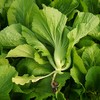 生态水东芥 | 绿家自产 * Eco-mustard | In-House Production 商品缩略图0
