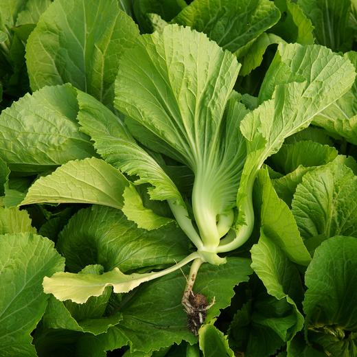 生态水东芥 | 绿家自产 * Eco-mustard | In-House Production 商品图0