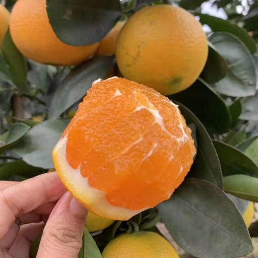秭归九月老树红橙 果肉细腻，化渣度好橙香味十足，果园现摘现发 商品图11