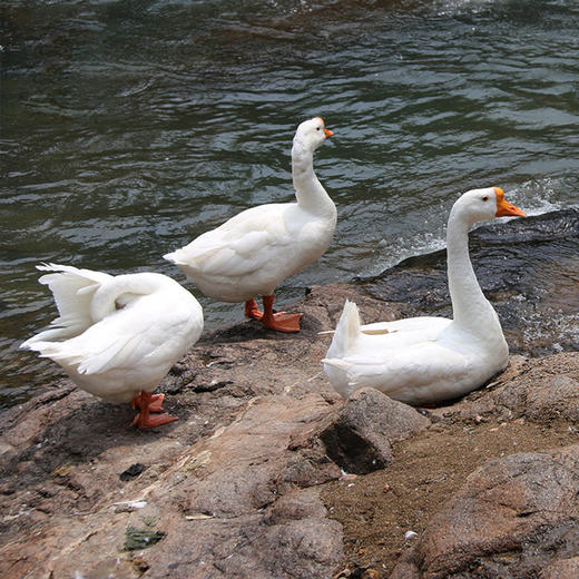 【48小时内发货】大河散养大白鹅(农户曹先文)毛重约7斤 净重约6斤