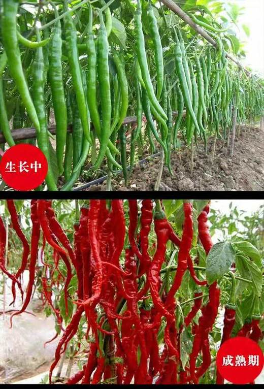 秦绿石碾纯辣面500g（3袋包邮）油泼辣椒 商品图5