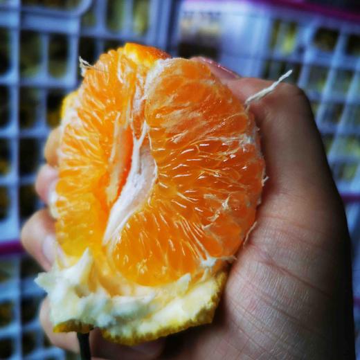 招财猫春见 商品图6