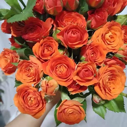 橙芭比玫瑰（5月29日下午取花），一束5支原价48元，团购21元/束！ 商品图5
