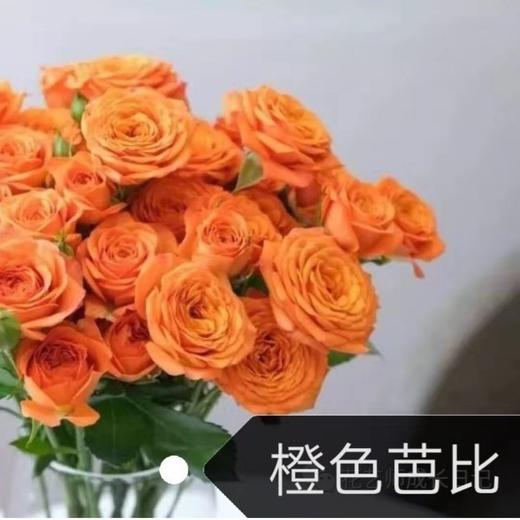 橙芭比玫瑰（5月29日下午取花），一束5支原价48元，团购21元/束！ 商品图1