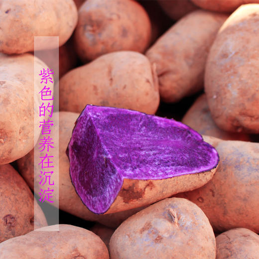 紫土豆5斤高原古法种植粉糯香又养颜