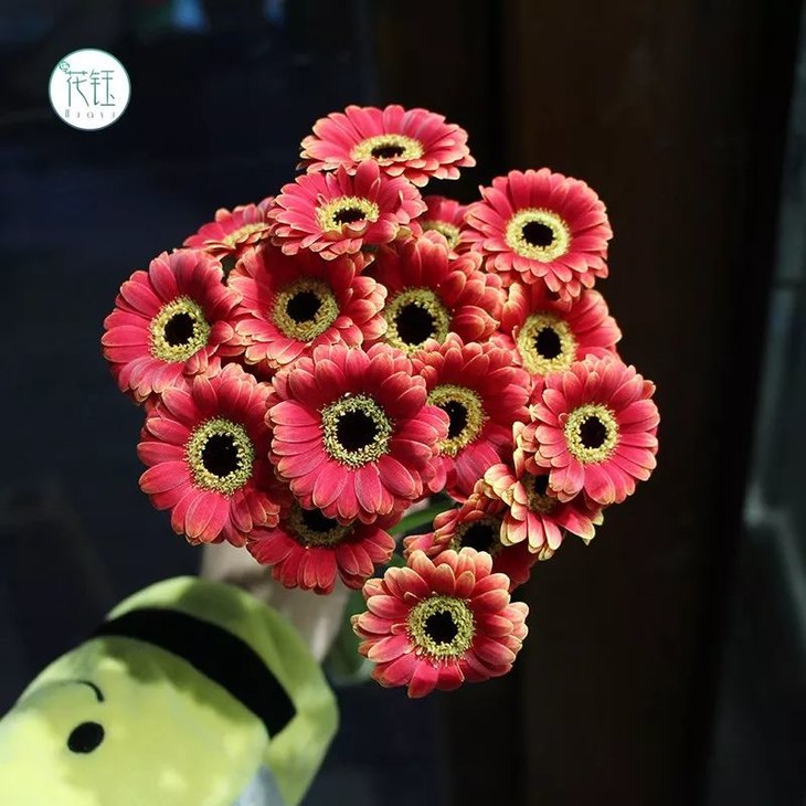 9元起荷兰进口重瓣迷你小弗朗珊瑚红色(9枝),江浙沪皖顺丰包邮!