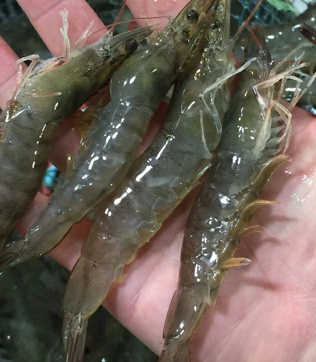 鲜活基围虾，大明虾 1斤，28一32只