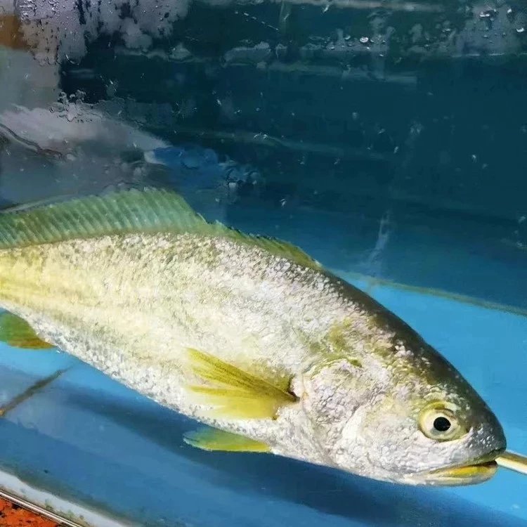 活的黄花鱼，1斤1条