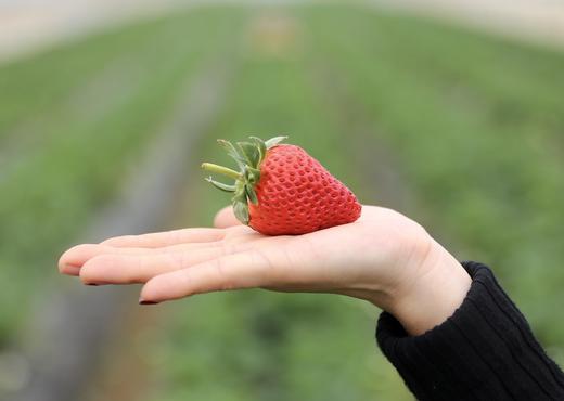 爱你“莓”商量，口口流汁，粒粒甜美，桐鲜生第八季草莓如约而至 商品图4