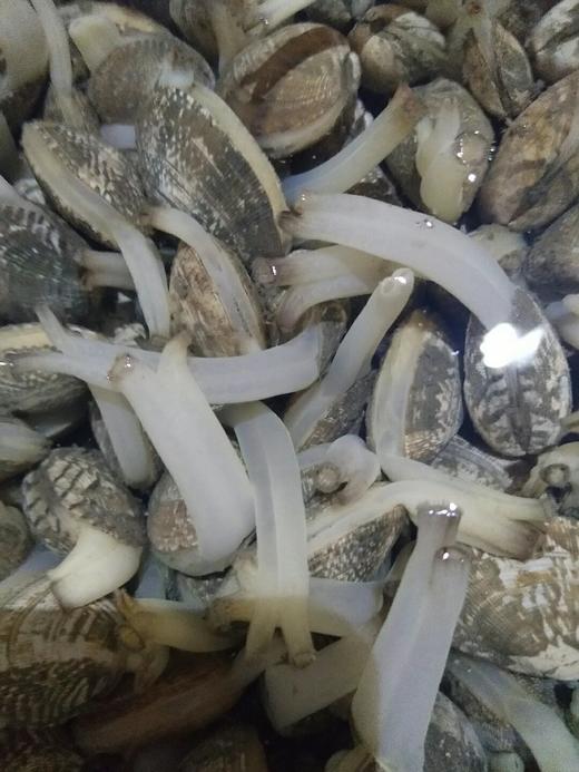 无沙花甲，买回去不需要再养了 商品图2