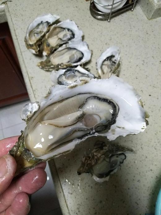 鲜活大生蚝约200一250g/1个// 商品图3