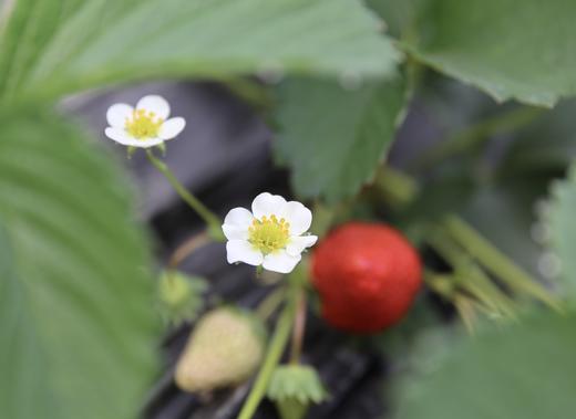 爱你“莓”商量，口口流汁，粒粒甜美，桐鲜生第八季草莓如约而至 商品图3