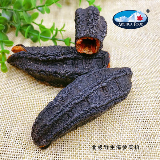 ARCTICA FOOD北极食品野生海参大金标454g 18头左右 商品图2