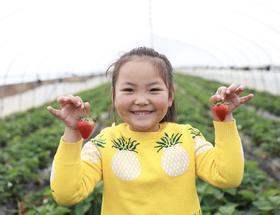 春节不打烊，桐鲜生有机种植草莓等你来采摘
