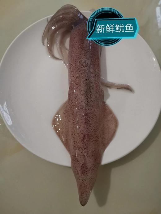 新鲜鱿鱼（1斤装）// 商品图2