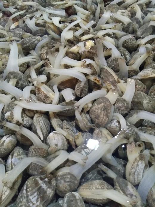 无沙花甲，买回去不需要再养了 商品图1